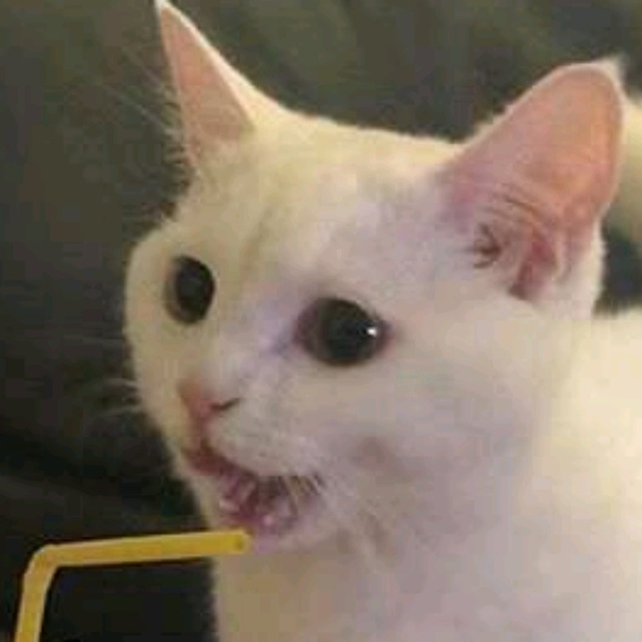 Meet your Posher, Ava - Picture 1 of 1